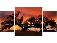 80X40CM DĄB ZACHODZĄCYM SŁOŃCU DON MCCULLOUGH TRÓJ OBRAZ