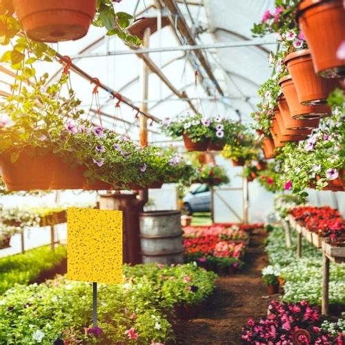 ŻÓŁTE TABLICE LEPOWE LEP NA NASIONNICĘ TRZEŚNIÓWKĘ DRZEWKA OWOCOWE A4 na Arena.pl