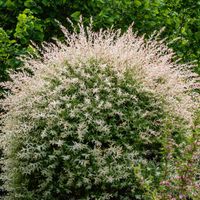 Wierzba całolistna 'Hakuro-nishiki' (Salix integra) Kolorowe liście 1.0L