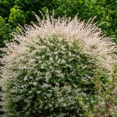 Wierzba całolistna 'Hakuro-nishiki' (Salix integra) Kolorowe liście 1.0L