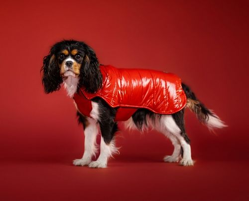 Chaba Kubrak Dopamine 3XL czerwony na Arena.pl