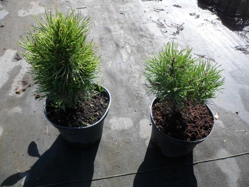 Sosna górska VARELLA C2 na Arena.pl