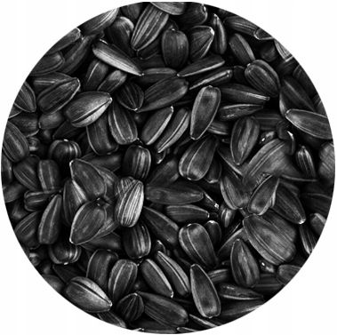 CZARNY SŁONECZNIK ZIARNO POKARM DLA PTAKÓW 5KG ZDROWY I POŻYWNY NA ZIMĘ na Arena.pl