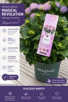 Hortensja Magical Revolution - magia kolorów w Twoim ogrodzie