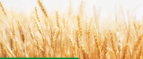 Maxim 025 FS 1L SYNGENTA - zaprawa do nasion o szerokim zastosowaniu na Arena.pl