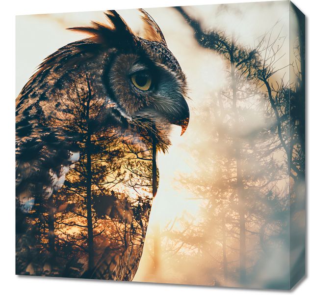 Obraz 50x50cm Sowi Duch zdjęcie 1