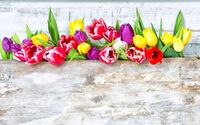 FOTOTAPETA KWIATY TULIPANY RÓŻNE KOLORY DESKI