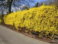 FORSYCJA żółte słońce w ogrodzie - sadzonki 30 / 50 cm