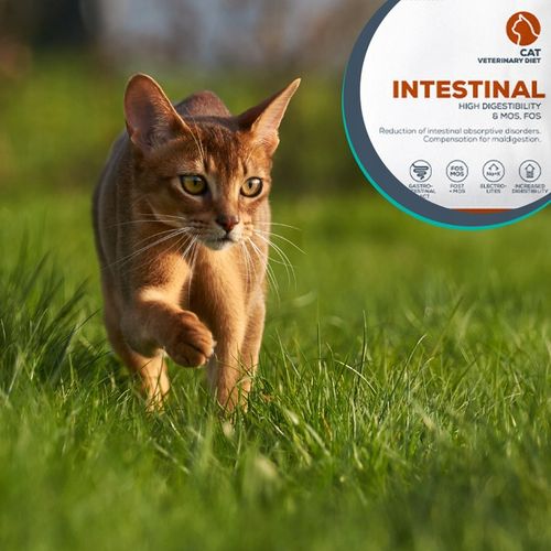 Mokra karma dla kota kurczak indyk VET EXPERT INTESTINAL12x saszetka 100g na Arena.pl