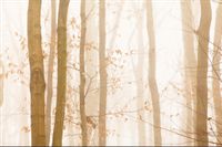 Fototapeta Las we Mgle JESIEŃ do Sypialni 90x60