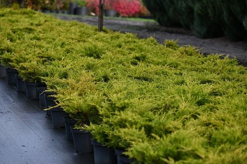Jałowiec mieszańcowy Gold Coast - Juniperus ×pfitzeriana na Arena.pl