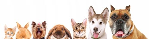 NEUTRALIZATOR ZAPACHU MOCZU PSA 1L na Arena.pl