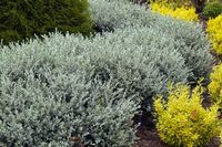 P11 WIERZBA PŁOŻĄCA SALIX ARGENTEA MIODODAJNA OKRYWOWA