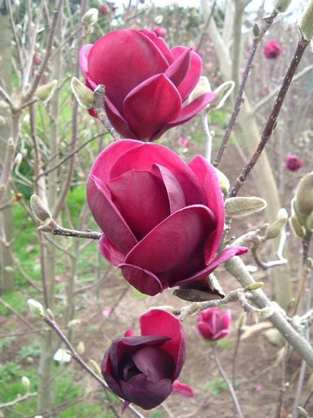 Magnolia GENIE piękne bordowe kwiaty P9 zdjęcie 4