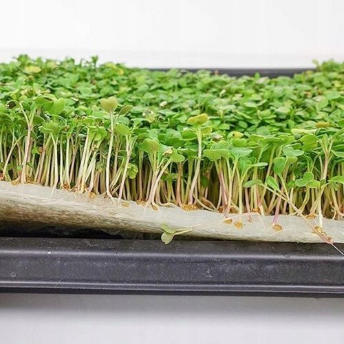 TORAF MICROGREENS MŁODE LISTKI ZESTAW 4 ROŚLIN MAT BOMBA WITAMINOWA NASIONA na Arena.pl