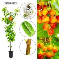 Czereśnia Kunzego doskonała odmiana do ogrodu 180-220 cm