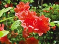 AZALIA JAPOŃSKA czerwona - sadzonki 30 / 50 cm