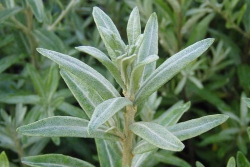 Rokitnik SAMOPYLNY bomba witamin 2 letnia, doniczka 2 litrowa na Arena.pl