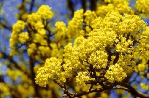 Dereń jadalny Aurea 40-60cm C2 na Arena.pl