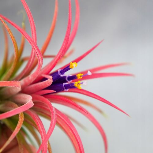 Tillandsia OPLĄTWA ionantha Intensywnie czerwona W ZIMOWYM OPAKOWANIU na Arena.pl