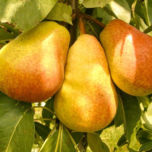 SADZONKI DRZEWKA OWOCOWE GRUSZA KLAPSA FAWORYTKA GIGANTYCZNE OWOCE na Arena.pl