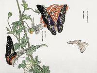 Plakat 80x60cm Motyle i Roślina Morimoto Toko Japoński Vintage do Salonu