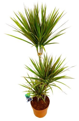 DRACENA BICOLOR 105 cm na Arena.pl
