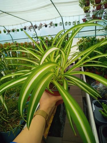 Zielistek Chlorophytum comosum Variegatum Zielistka na Arena.pl