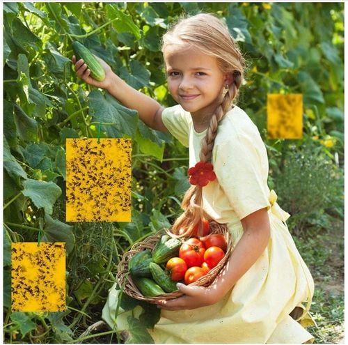 Żółte tablice lepowe na ziemiórki 10 szt. Dwustronny Lep, Biodegradowalne na Arena.pl