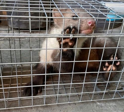 DUŻA PUŁAPKA NA KUNY SZCZURY LISY WYDRY ŁASICE ŻYWOŁAPKA ŁAPKA na Arena.pl