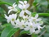 OSMANTUS zimą zielona mocno pachnąca - sadzonki 20 / 30 cm