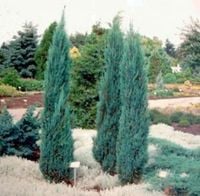 C2 Jałowiec blue arrow juniperus 80-90 cm.