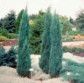 C2 Jałowiec blue arrow juniperus 40-60 cm.