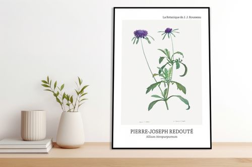 Plakat 60x80cm Design Allium Atropurpureum, Redoute Vintage do Salonu na Arena.pl