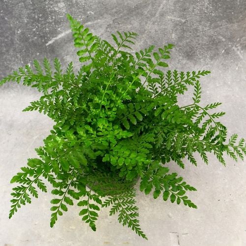 Paproć ASPLENIUM PARVATI egzotyczna paprotka domowa BEZPIECZNA DLA na Arena.pl