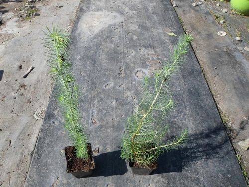 Sosna pinia pinus pinea 60-80cm P9 na Arena.pl