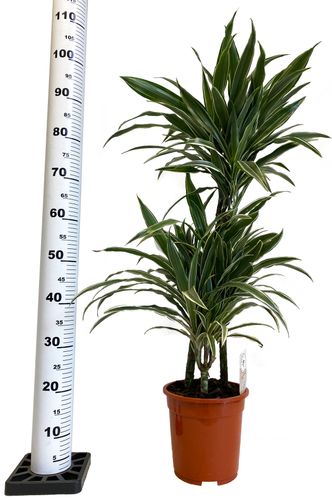 DRACENA WARNECKI 110 cm na Arena.pl