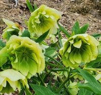 CIEMIERNIK WSCHODNI DOUBLE ELLEN GREEN - sadzonki w doniczkach