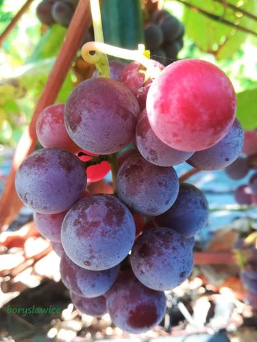 Winorośl 'Lutti' (Vitis) w doniczkach P9, wysokość 50-70 cm na Arena.pl