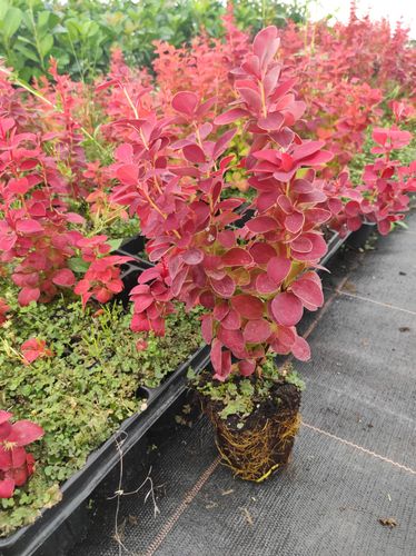 Berberys Thunberga RED CARPET 10-30cm Czerwony Dywan na Arena.pl