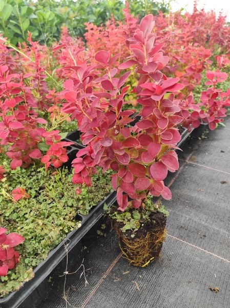 Berberys Thunberga RED CARPET 10-30cm Czerwony Dywan zdjęcie 5