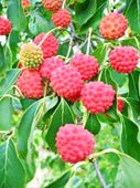 CORNUS KOUSA VAR. CHINENSIS DEREŃ KOUSA ODMIANA CHIŃSKA