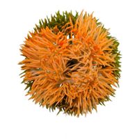 Czosnek wyrobowy pomarańczowy 12 szt