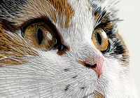 Plakat 100x70cm Nitkowany Kot