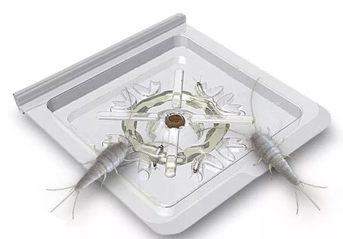 PUŁAPKA NA RYBIKI CUKROWE SREBRZYKI 8 SZTUK na Arena.pl