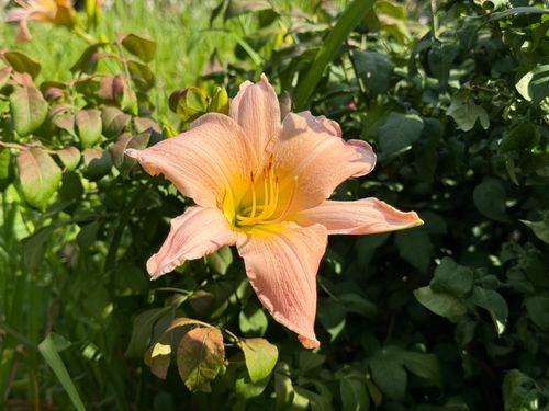 Liliowiec 'Winsome Lady' Jasnoróżowy Delikatny (Hemerocallis) Doniczka 2.0L na Arena.pl