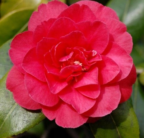 Camellia camelia kamelia czerwona C2 na Arena.pl