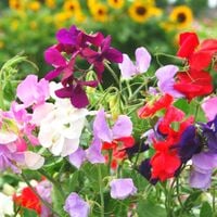 Groszek Pachnący Nasiona Mix 3G Jednoroczna Pnąca Pastelowe Kolory