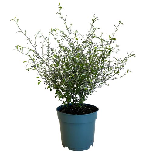 Corokia Virgata Maori Green 50 cm na Arena.pl