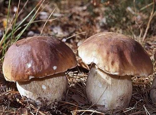 Grzybnia Borowik Szlachetny – Mikoryza, Grzyby do Ogrodu na Arena.pl